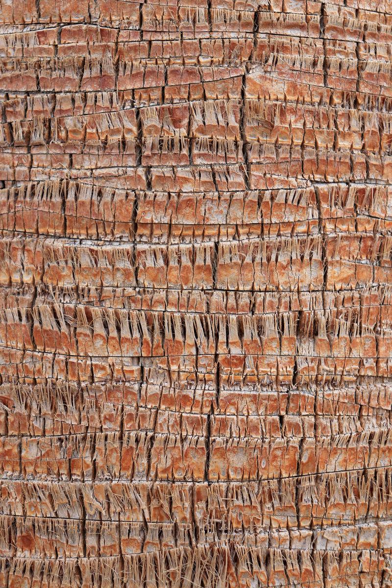 热带树干背景棕榈树皮纹理埃索蒂