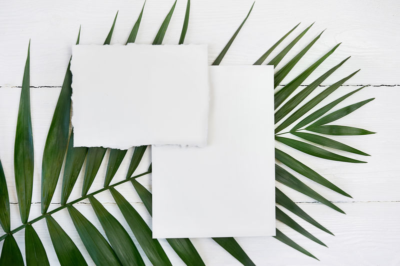 白色空白贺卡背景为棕榈叶白色