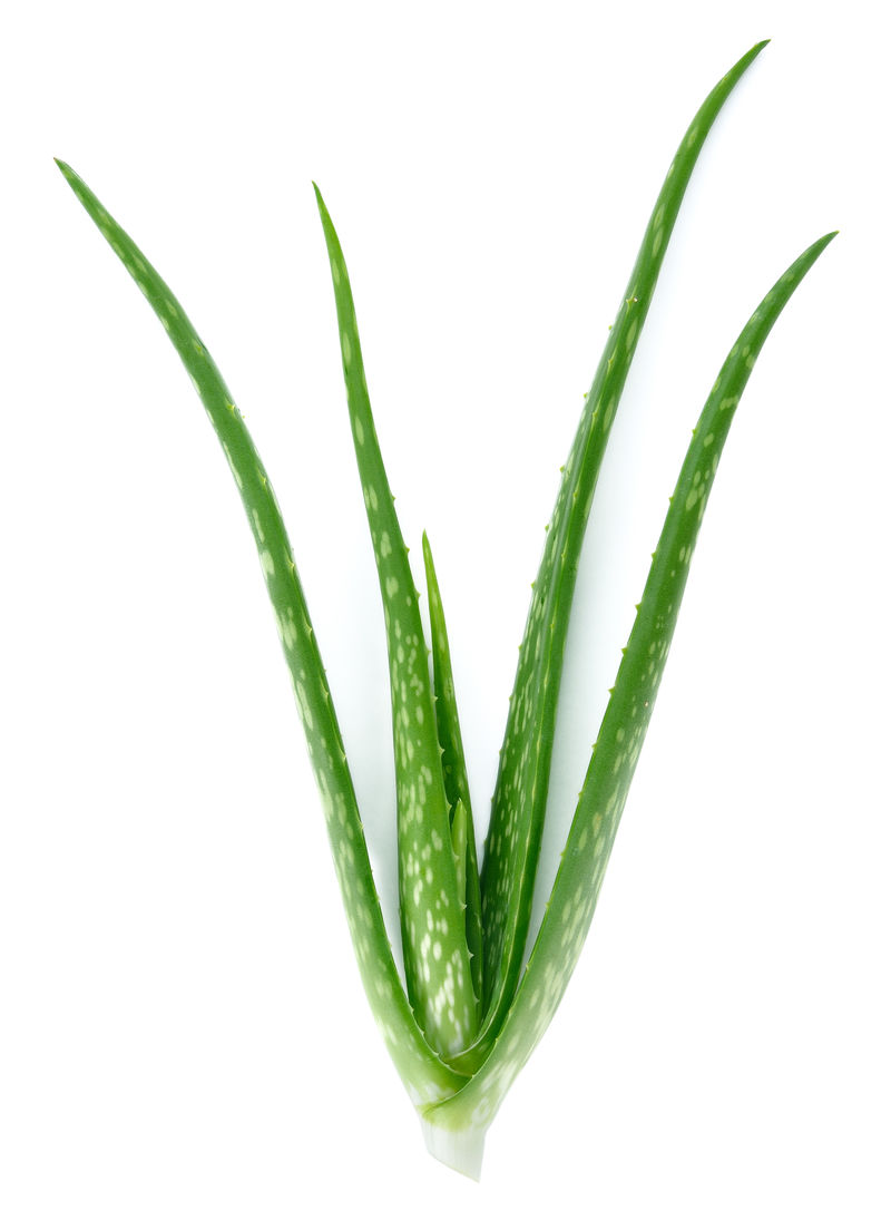 白色背景下的Aloe vera鲜叶