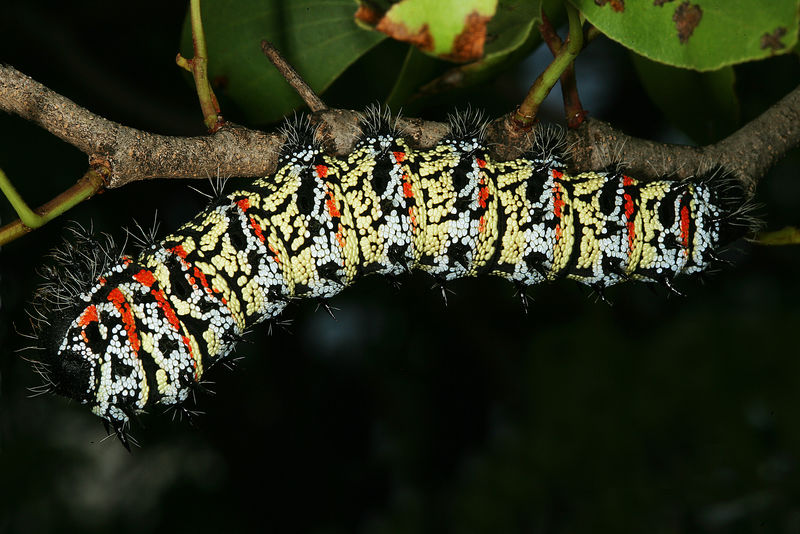 mopane SLP（gonimbrasia belina）安在南非洲delicacy昆虫