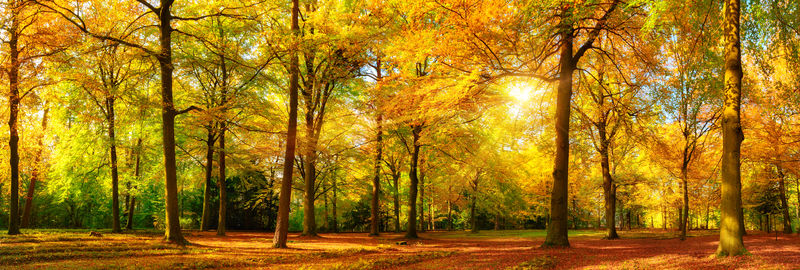 在金色的阳光秋季森林全景