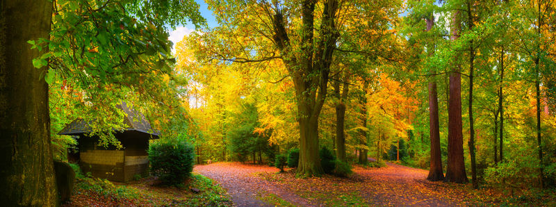 美丽的秋天的色彩在一个美丽的自然公园在软的光