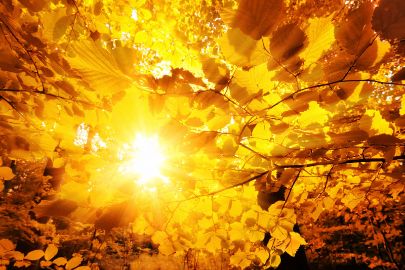 阳光透过秋叶照耀