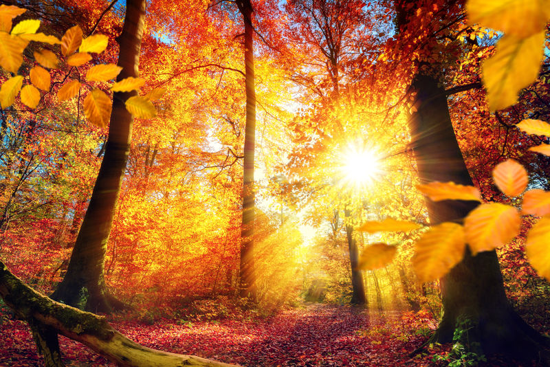 秋季森林景观与阳光和生动的色彩