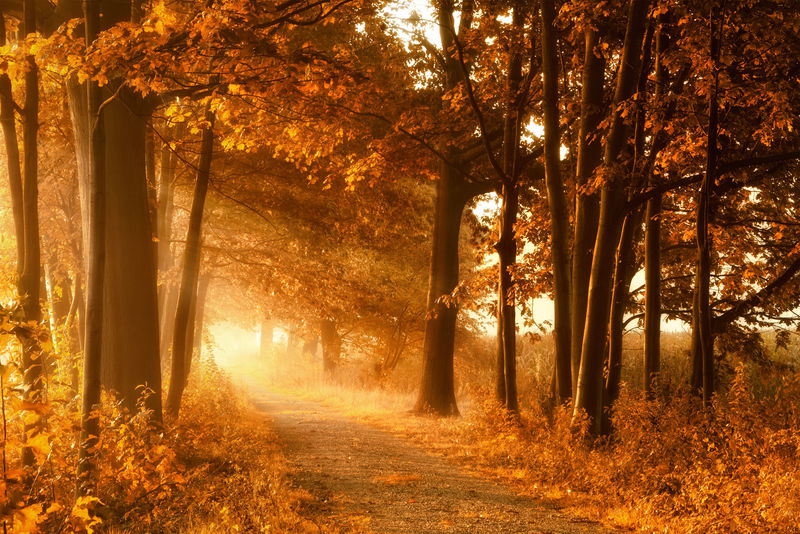 在金色的秋天的阳光和雾步道