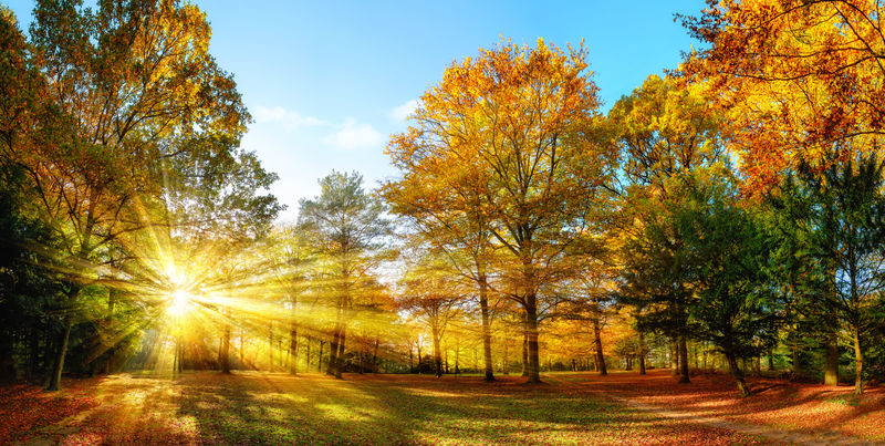 田园诗般的自然公园在秋天的阳光