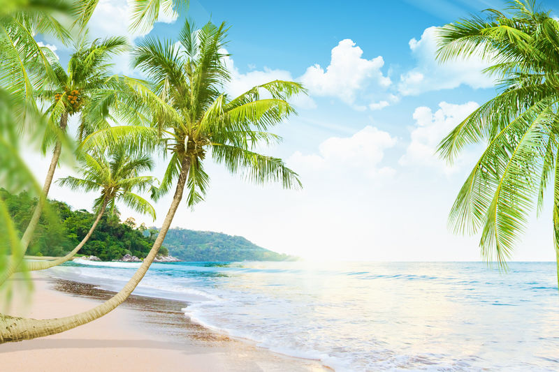 棕榈树的海滩