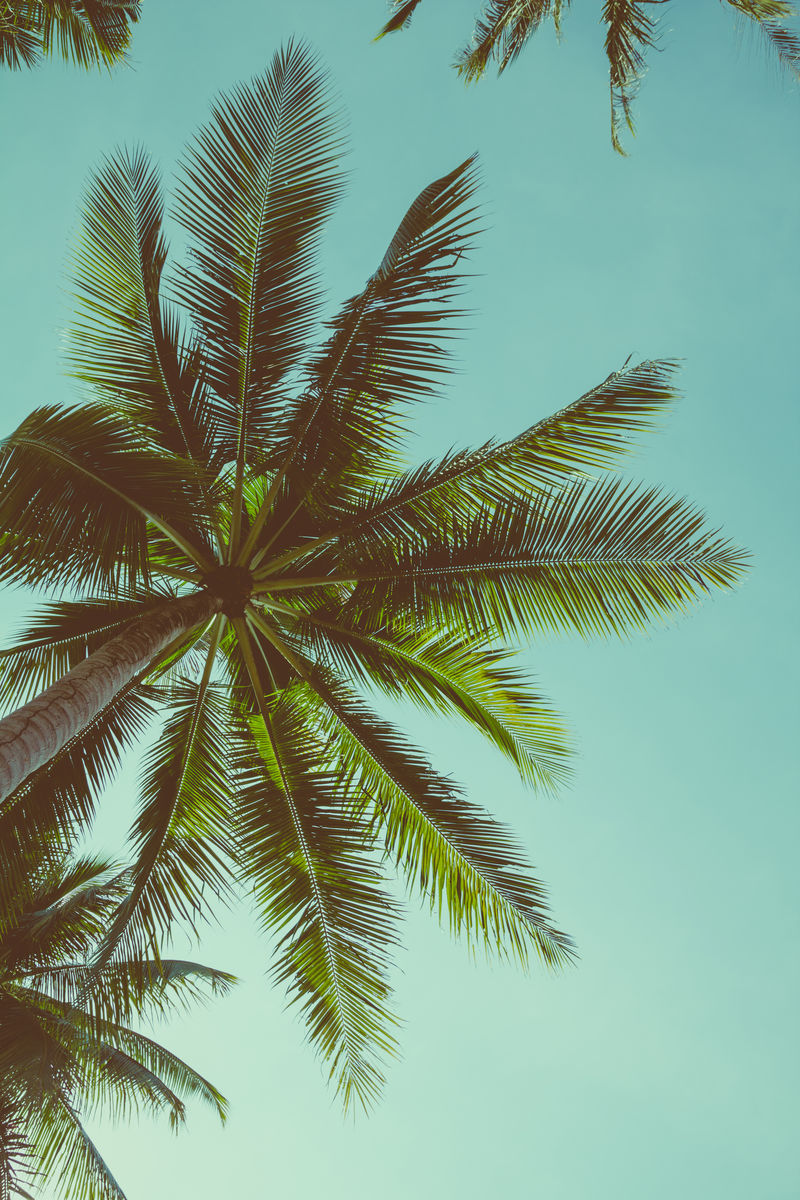 天空背景上复古色调的棕榈树