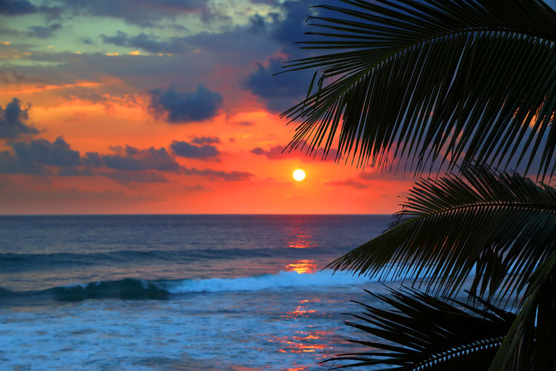 美丽的日落和棕榈叶