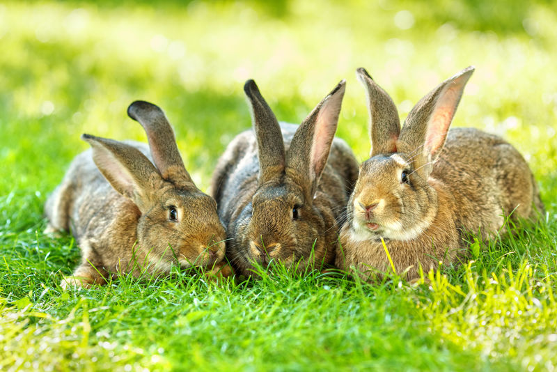 三只棕色兔子