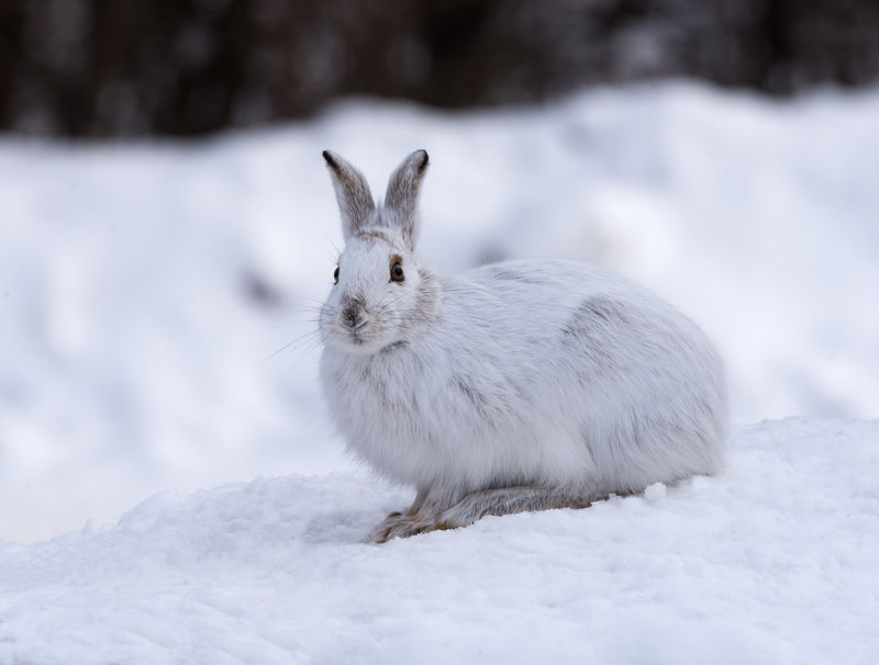 冬季白雪兔
