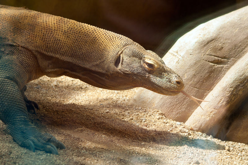 Komodo Dragon&39；s头部特写镜头（Varanus Komodonesis）