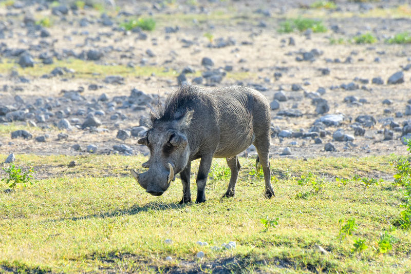 warthog -纳米比亚的埃托沙