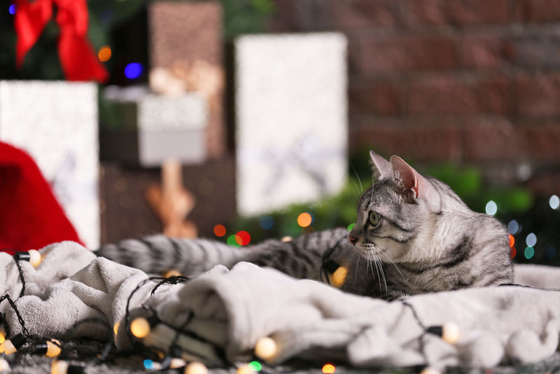 圣诞树旁的漂亮猫咪带装饰