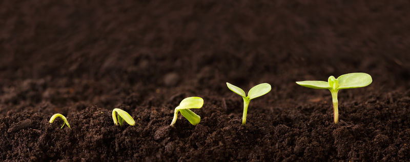 泥土中生长的植物序列-一个幼苗在泥土中生长得越来越高-成功或生长的象征
