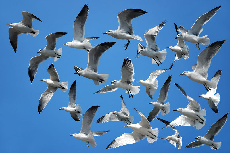 一群海鸥在空中飞翔