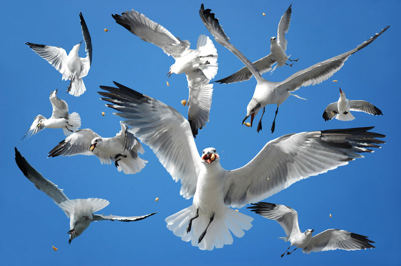 鸟群（海鸥）在空中觅食