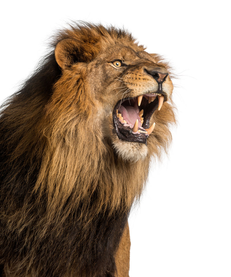 狮子咆哮特写镜头狮子座10岁与世隔绝
