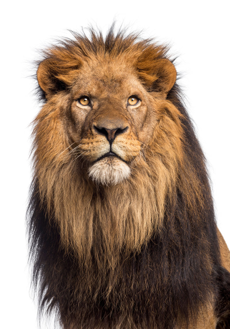 狮子抬头特写镜头10岁的潘瑟拉·利奥