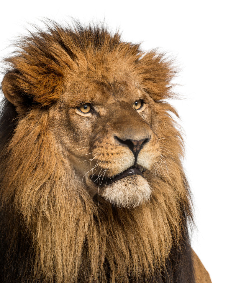 狮子的特写镜头豹形狮子座10岁与世隔绝