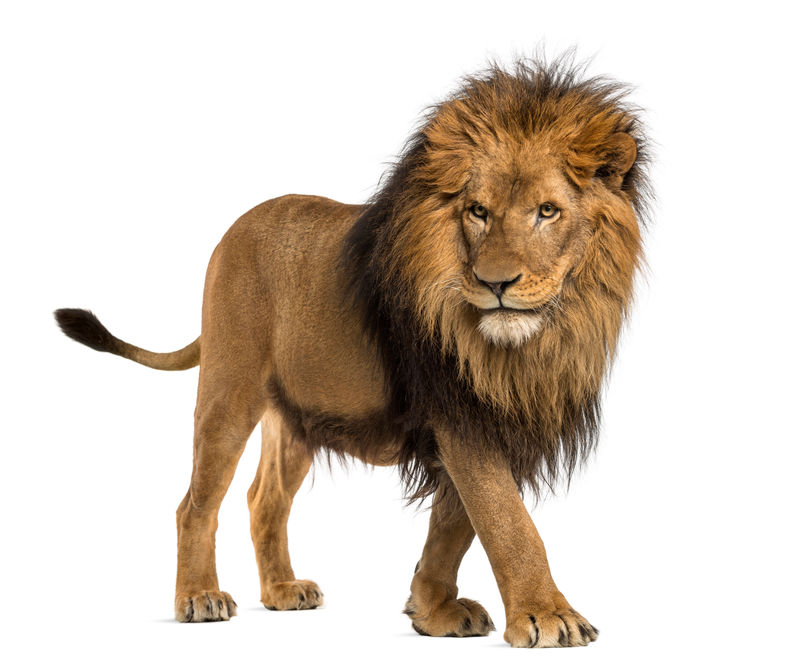 狮子行走的侧视图10岁的Panthera Leo