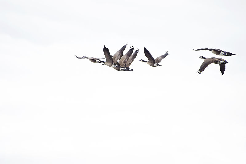 迁徙途中飞行的加拿大鹅群