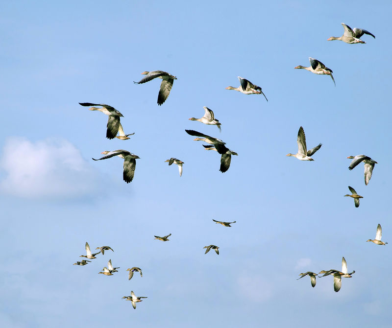 成群结队的野鸭-匈牙利秋鸟迁徙期间的野鸭