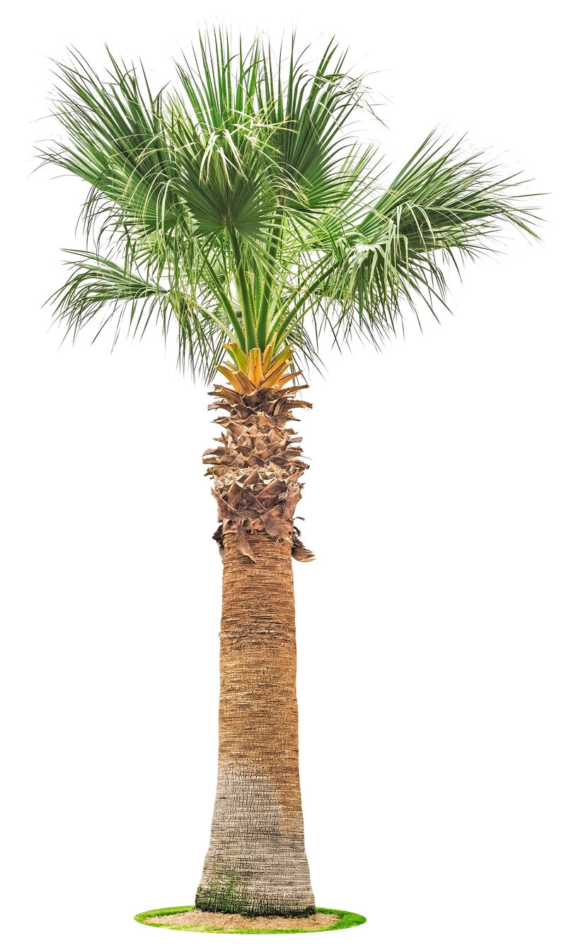 白色隔离的大棕榈树