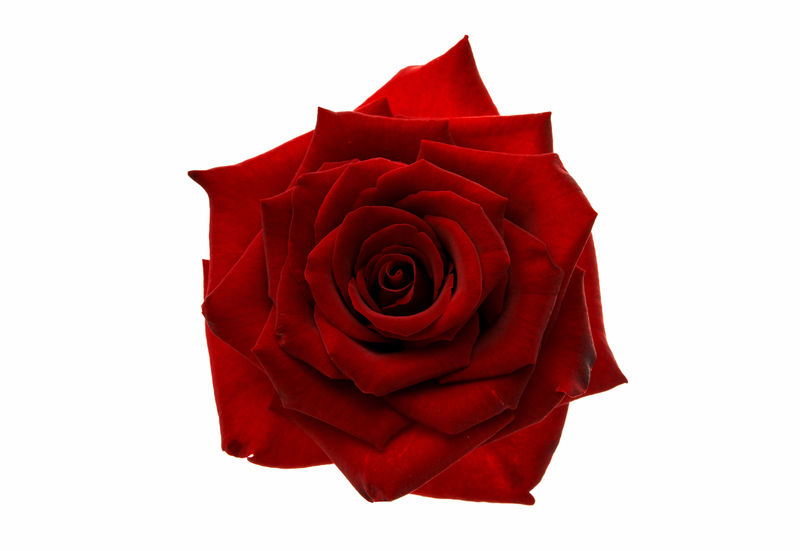 分离的红玫瑰