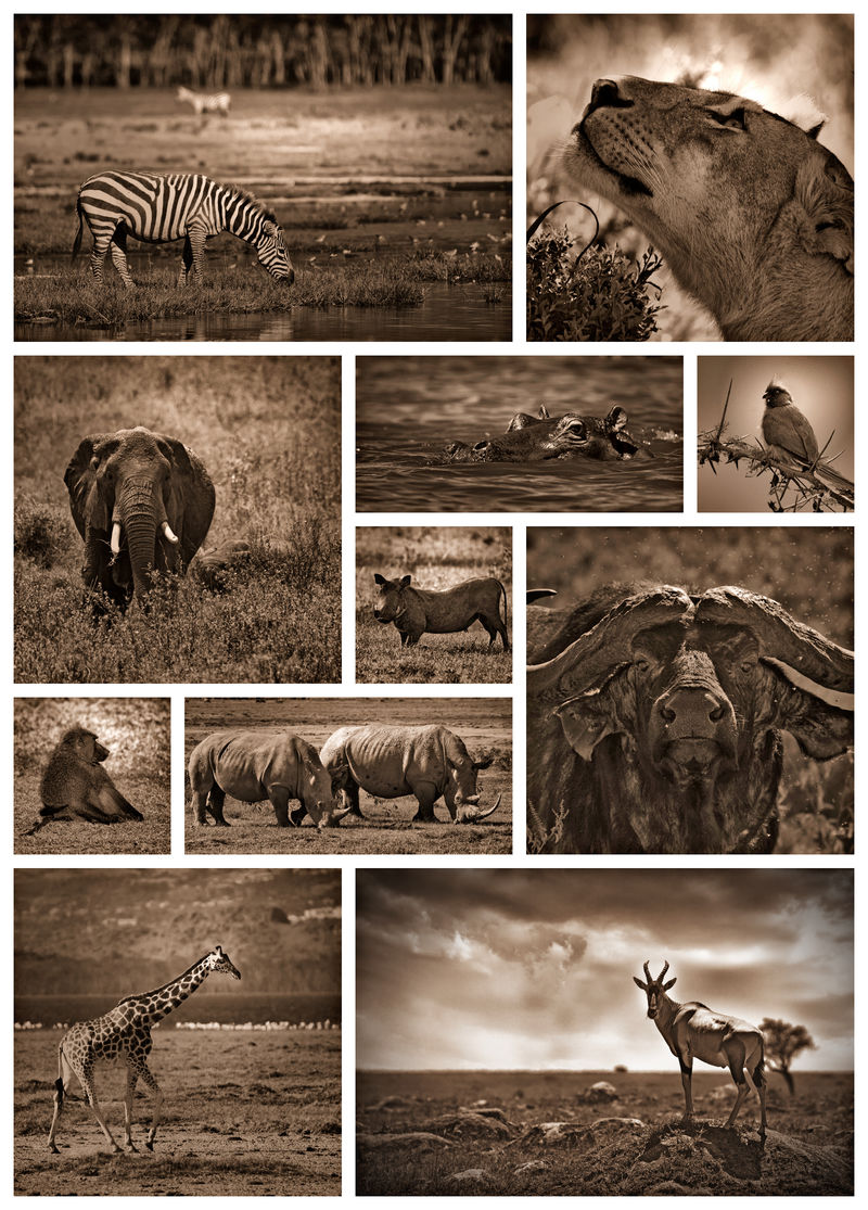 非洲野生动物园黑白