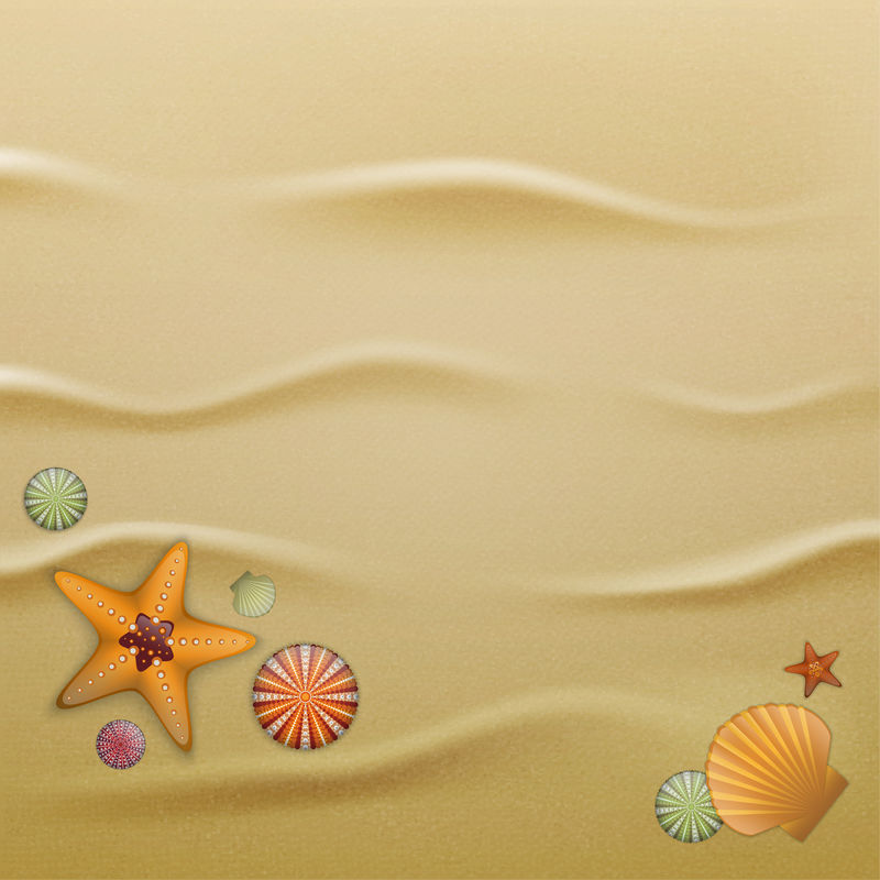 沙滩上的贝壳背景