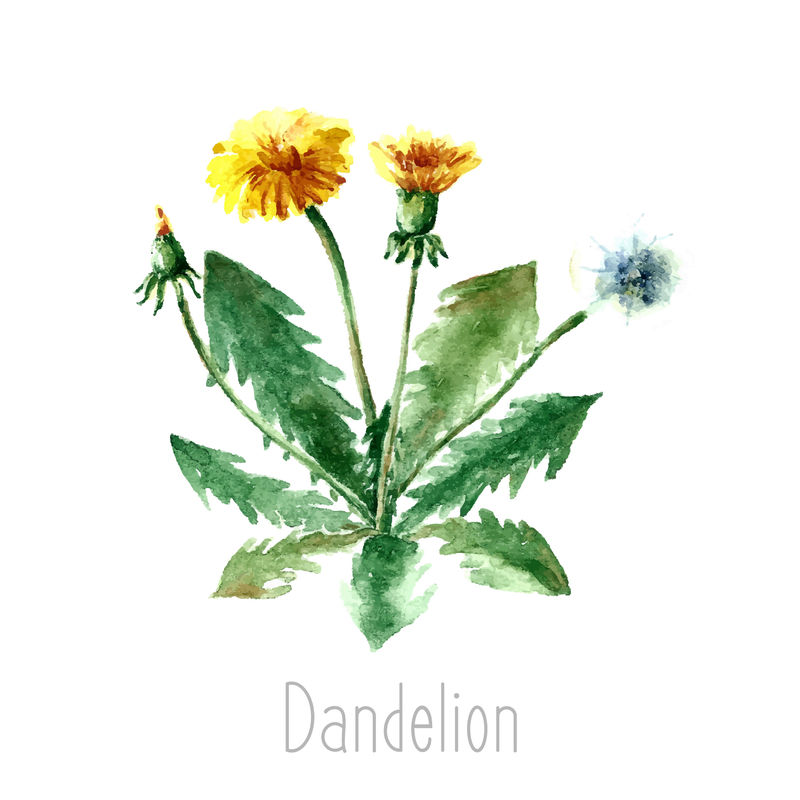 蒲公英植物的手绘水彩植物插图-蒲公英单独画在白色背景上-草药插图-标本室