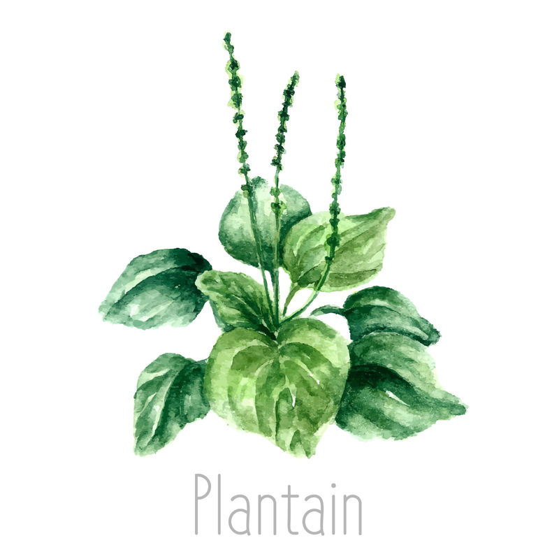 芭蕉植物的手绘水彩植物插图-车前草素描-白底独立-草药插图-标本室