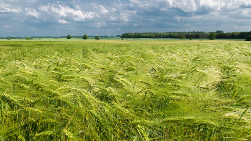 新鲜的玉米谷物大麦（Hordeum vulgare）