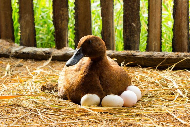 鸭子在草窝里孵蛋