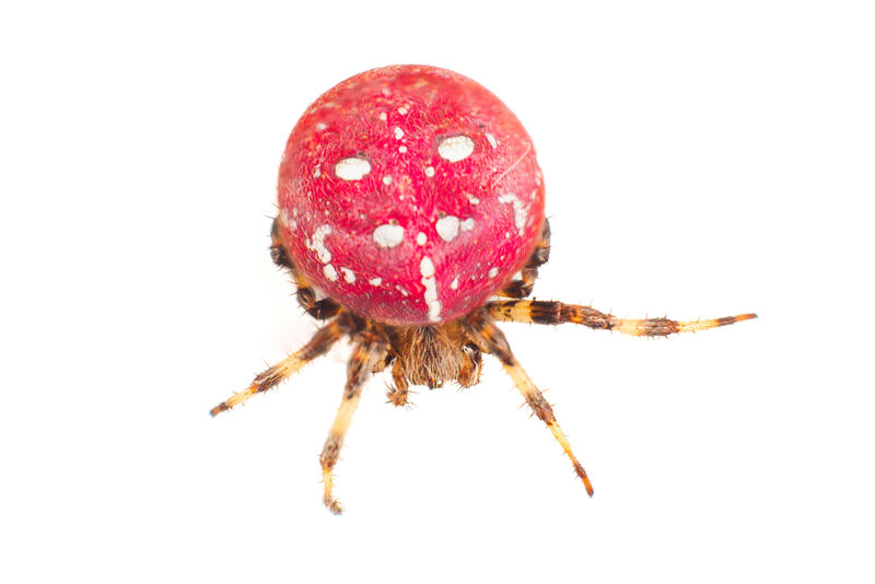 红蜘蛛身体上有白色斑点的大红色蜘蛛白底隔离