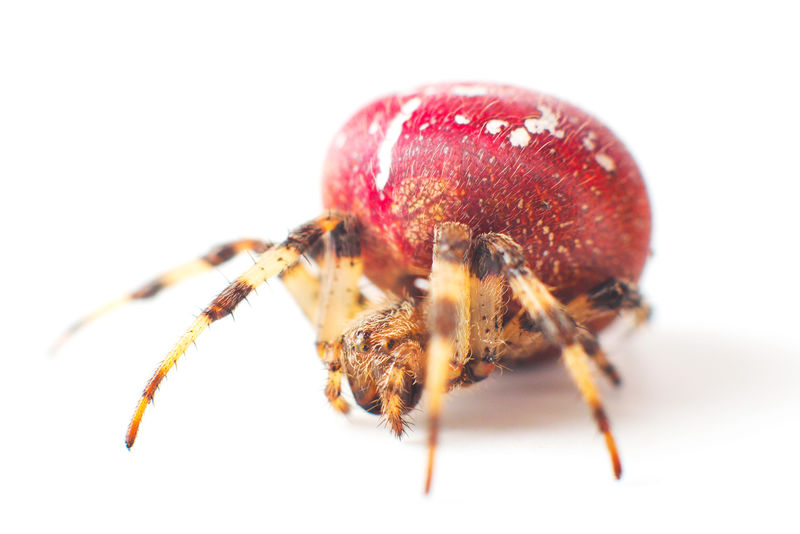 身体上有白色斑点的大红色蜘蛛隔离在白色背景上