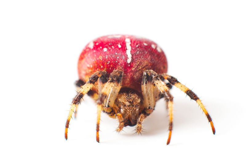 身体上有白色斑点的大红色蜘蛛隔离在白色背景上