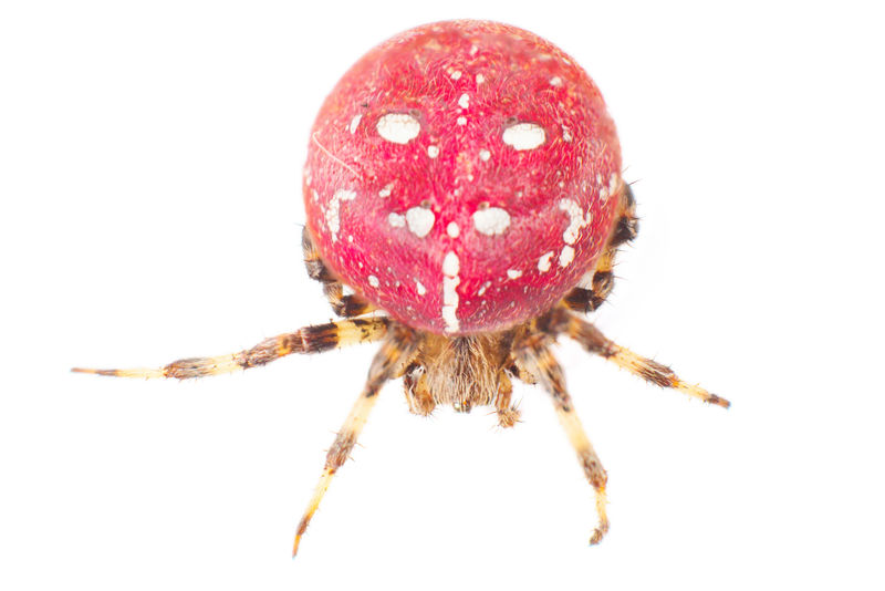 红蜘蛛身体上有白色斑点的大红色蜘蛛白底隔离