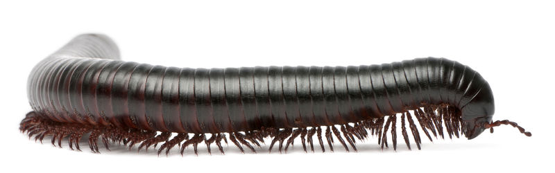 millipedus多足类spirostreptus giganteus）