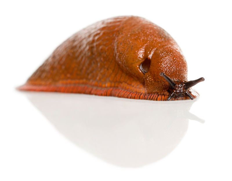 红色鼻涕虫Arion Rufus白底前
