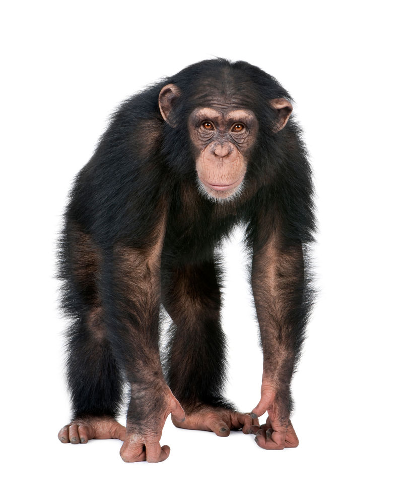 年轻的黑猩猩看着相机-猿类（5叶