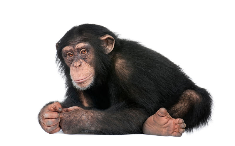 幼黑猩猩-猿类（5岁）
