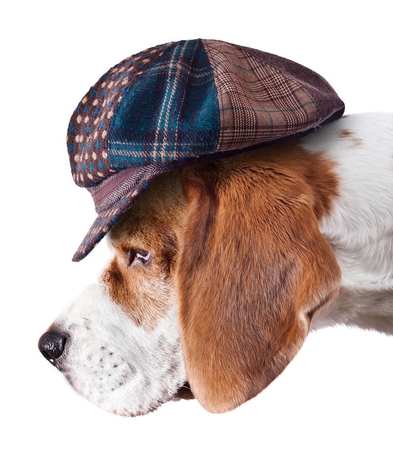 Beagle犬的帽子