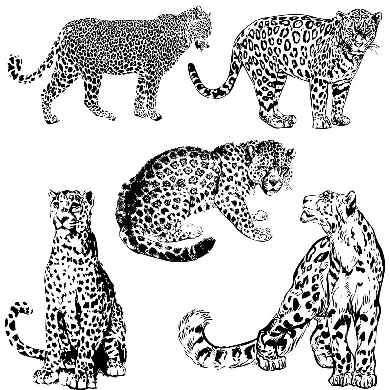 捷豹矢量图-集合-收藏-野生动物