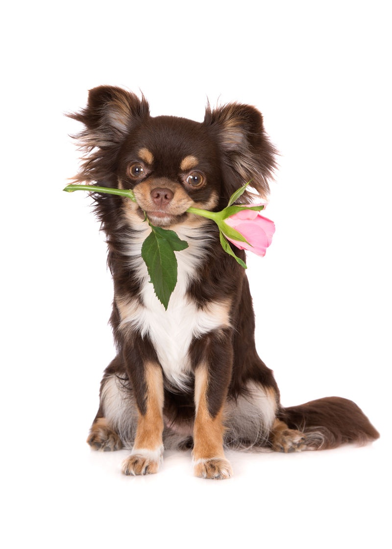 可爱的吉娃娃狗抱着一朵玫瑰