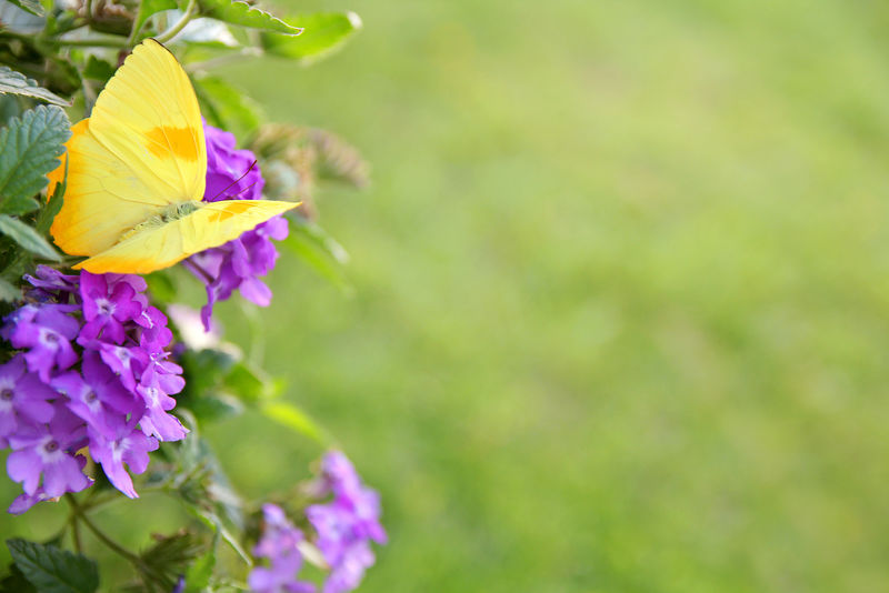 紫色花朵背景上的黄色蝴蝶