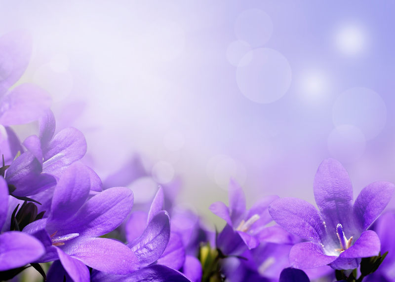 紫色花朵的抽象春天背景