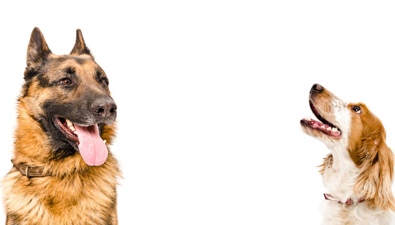 德国牧羊犬和俄罗斯猎犬的肖像
