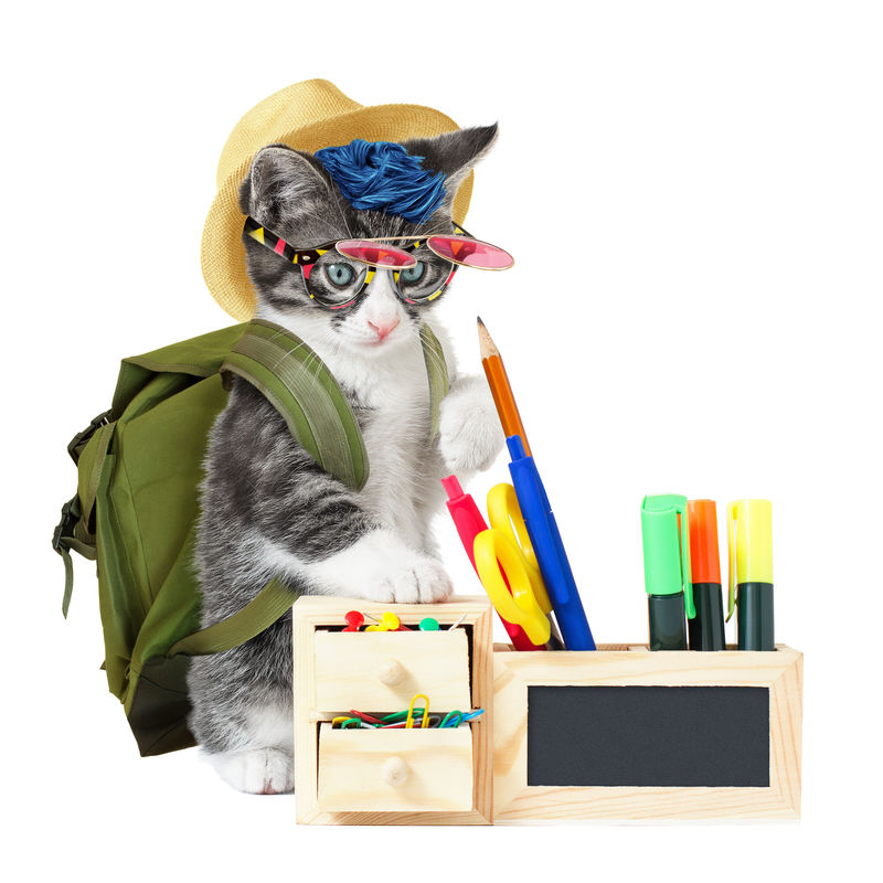 hipster kitty上学了